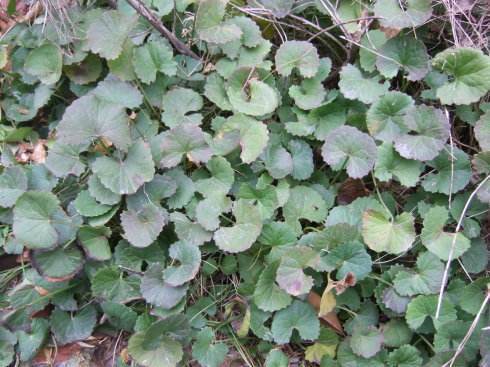 马蹄菜|提个醒见到此野草,一定要拔回家,好处不请自来,作用非常大