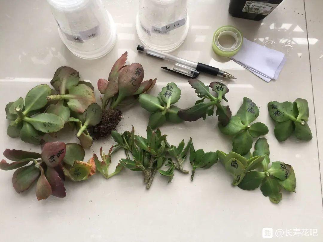 1个塑料瓶，居然有8种养花方法，省钱又好用！