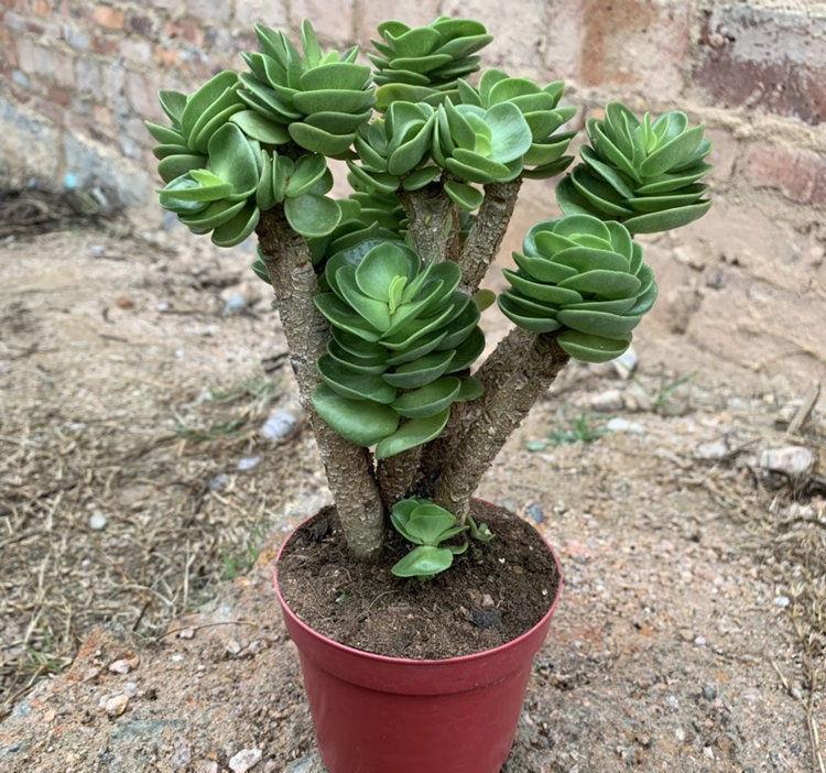 多肉|秋季想露养多肉,先别急,把握住这5点事半功倍