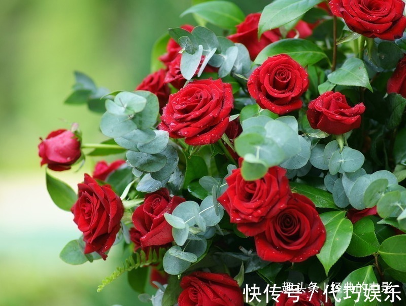 此花|此花被称为“液体黄金”,在我国是侠客的象征,也是世界爱情之花