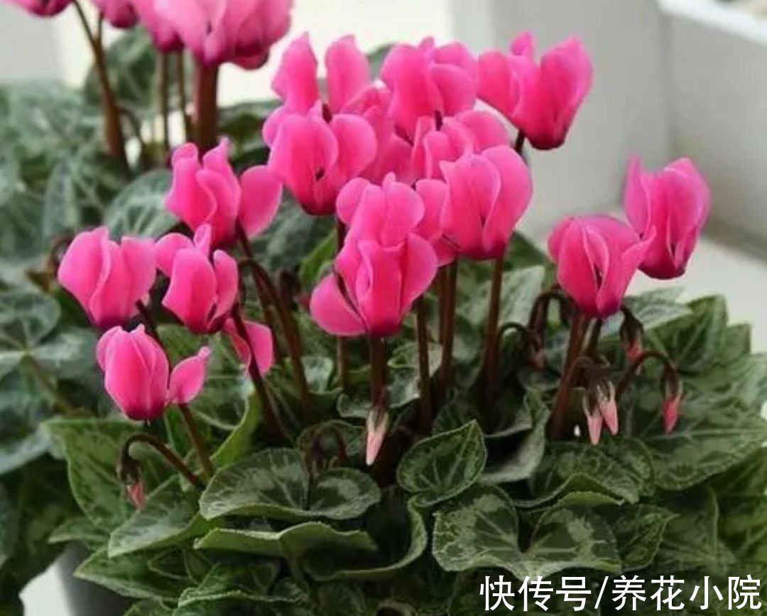 适合冬天养的5种花,好养易活,开花还漂亮