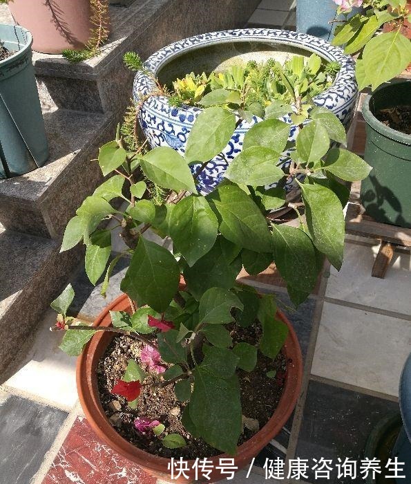 三角梅掉成光杆,一定是这“两点”没注意,现在挽回还有救!