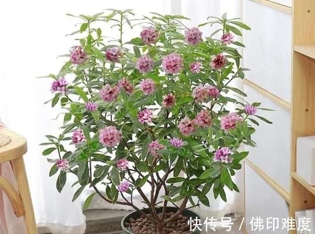 农历|农历十一月大雪过后,养什么花?家里养3种花,幸福快乐吉祥安康