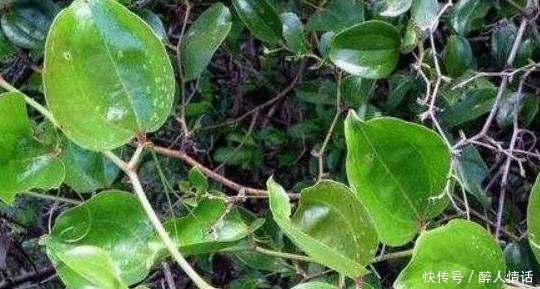 野草|乡下多见的一味野草,用途却是了不得的,快来一起认识一下吧