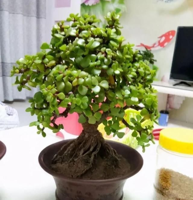 叶片|有名的“12种旺财花”,吉祥又大气,养成老桩更“旺家”