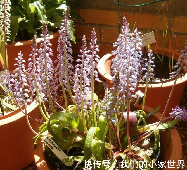 很小众的绿松石立金花,花朵如一串串绿色宝石,好养好看又不贵!