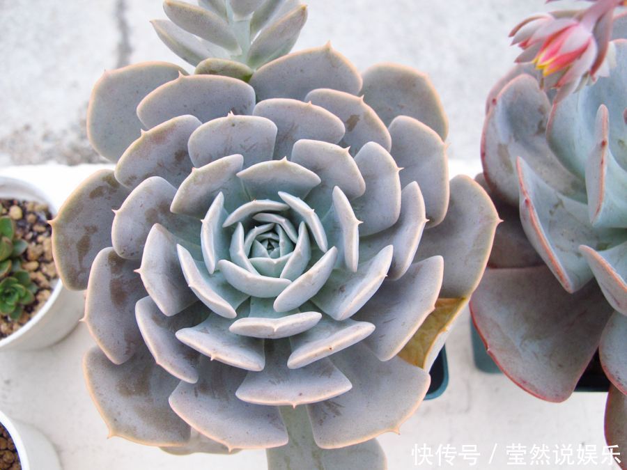 适合新手价格便宜又萌又好养的多肉,看了一眼就想剁手了