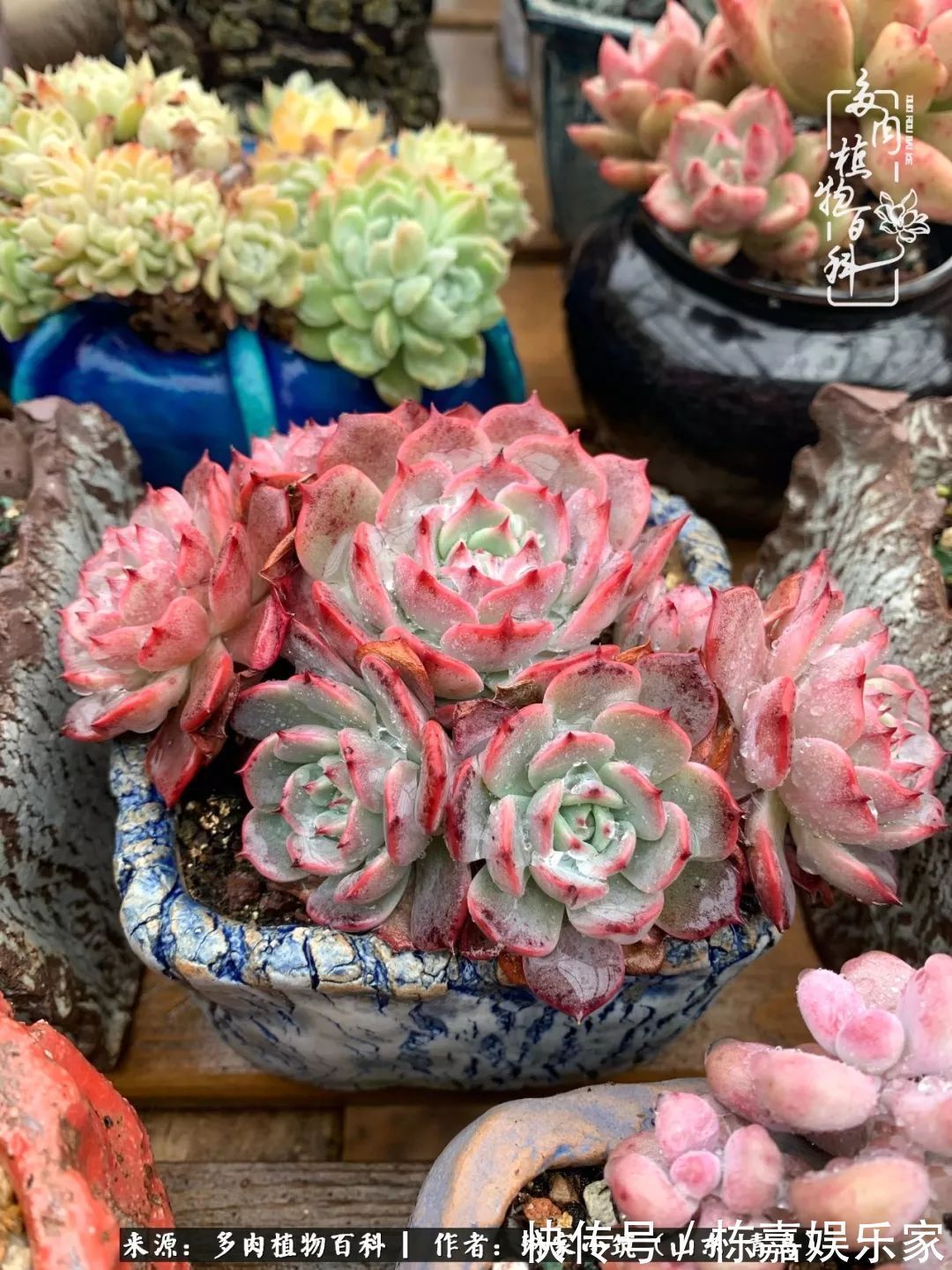 大棚|多肉住进暖棚,坦然越冬,放肆浇水,这个冬天有点甜!