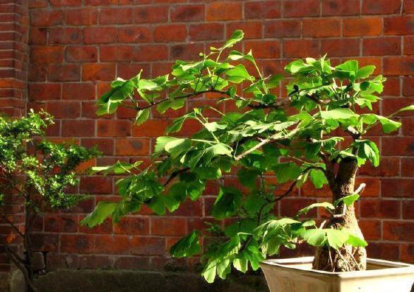 盆栽|这3款植物特适合居家盆栽,时间越久价值越高,还容易养活