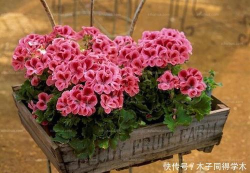 安全度夏|夏天天竺葵有“三喜”，了解掌握安全度夏，长势旺花朵更稠密