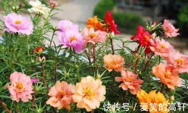 太阳花|家里就养4种花,沾土就活,不用管也能花开不断,一开100天