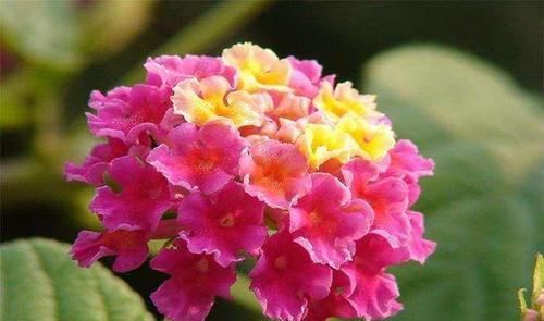  农村|农村没人要的稻壳是养花神器，抓一把撒盆里，花开爆成大花球