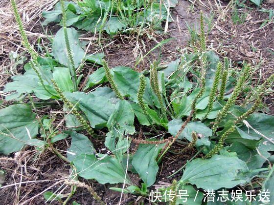 的士兵|农村的野草叫“车耳草”,很多人见过,但是不知道它能治尿结石!