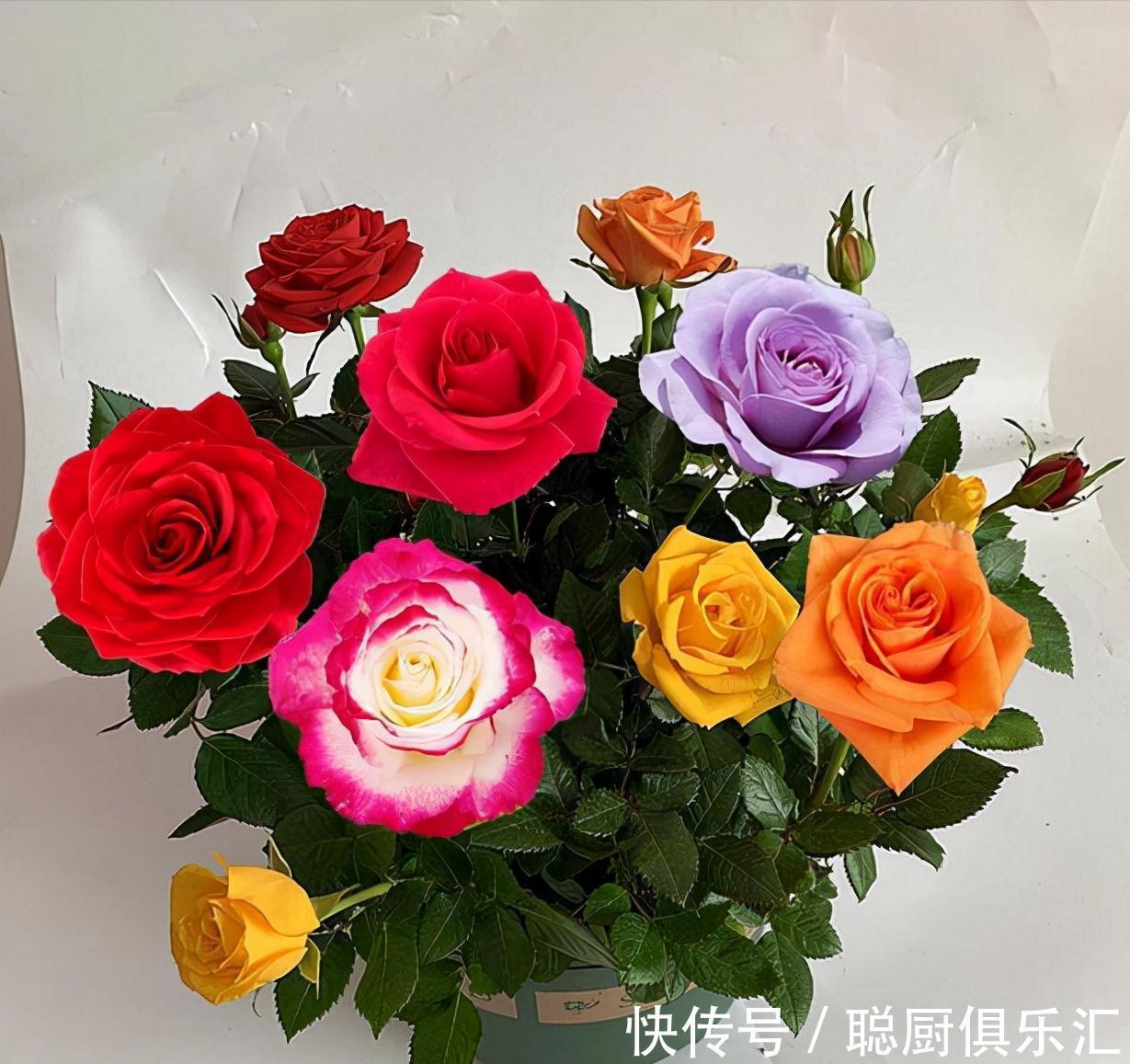 放弃月季吧,此花适合冬天养,一树10色,花期长达小半年