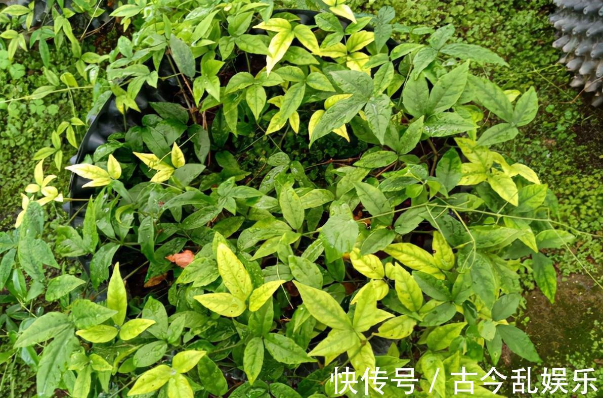 三叶青 长有3片叶子好辨认 年年有人采挖 如今靠种植400元 斤 粉紫色 三叶青 长有3片叶子好辨认 年年有人采挖 如今靠种植400元 斤 粉紫色