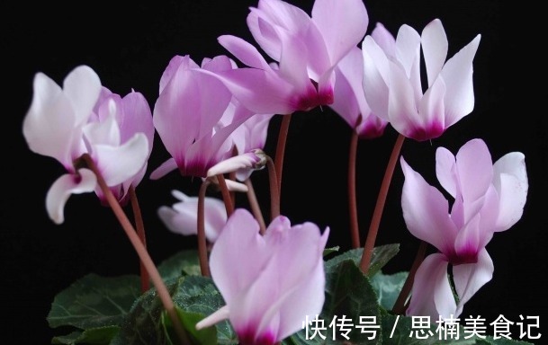 “今年最火年宵花卉”仙客来，寓意美好，喜迎贵客，平安祥瑞