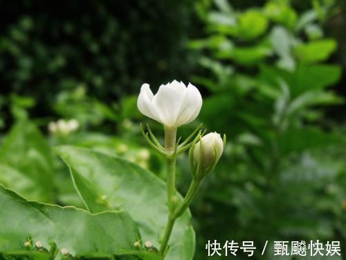 茉莉花能开150天，学会2个“技巧”，你也能做到！