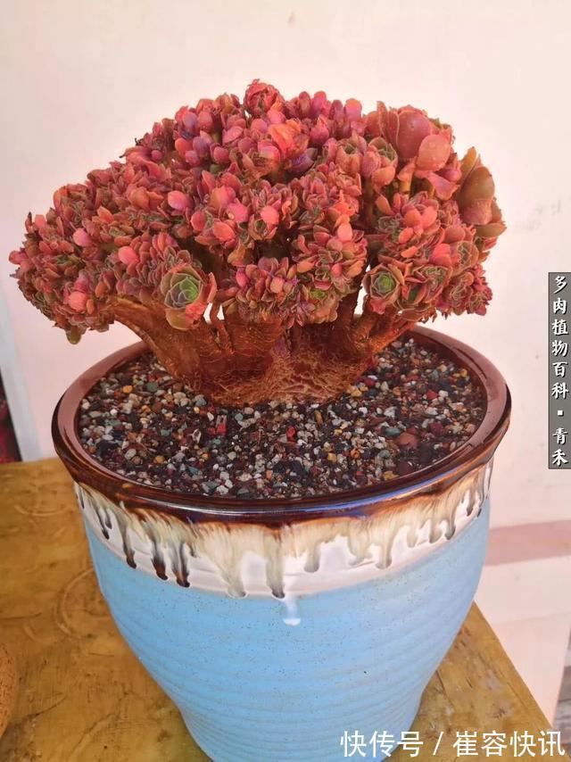 秋天来了，你的多肉们做好季节交替的准备了吗