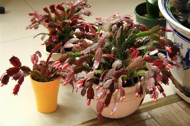 资深花友用“一招”把蟹爪兰养爆了,花开一层一层,特美