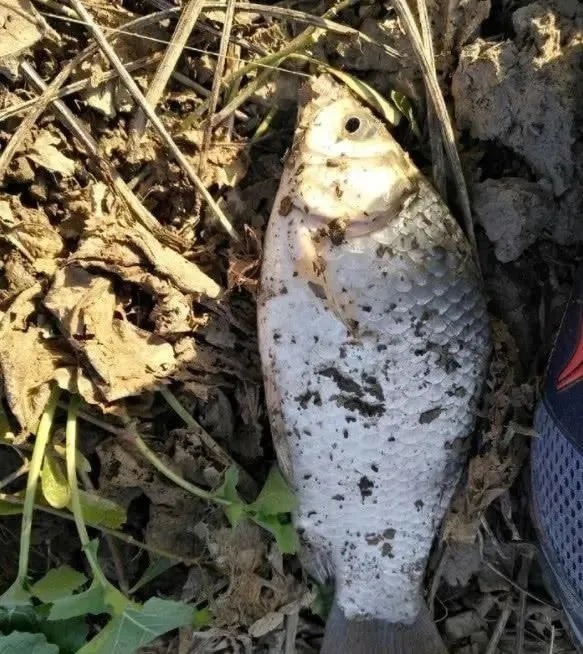 自从学会这几个冬钓“妙招”,冬天比夏天钓得还多,而且还大