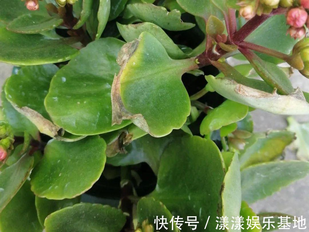 10种花要控水,天热反而不能浇,一浇水就死