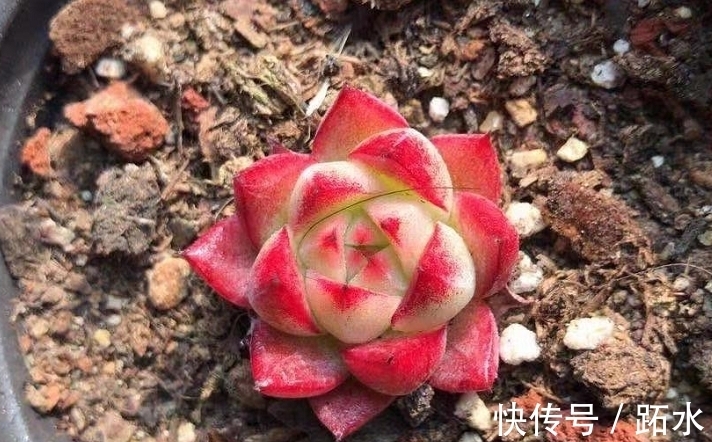 多肉小盆换大盆不脱土行吗?理论上可以,但建议脱土修根重栽为佳