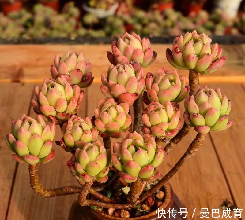 5种多肉“小老桩”,随便晒晒就上色,美的不可方物!