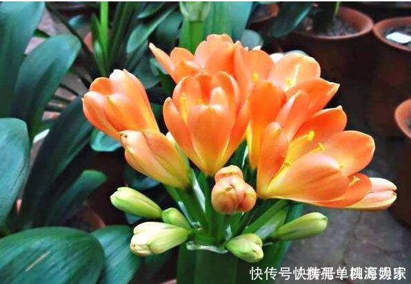 叶片|君子兰，不长叶子，不开花用上1个狠招，俩月花箭窜出来