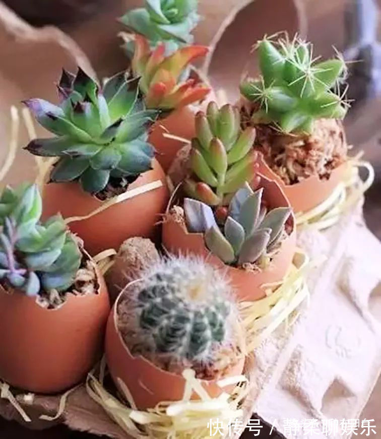 她用废弃的蛋壳“孵出”美丽的多肉植物，实在太迷你可爱了！
