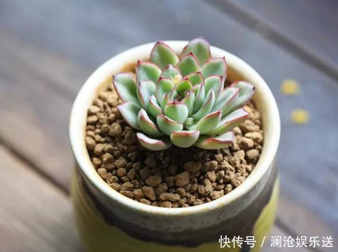 桃蛋|5种颜值超高的多肉,粉粉的肉嘟嘟,最适合新手养了!