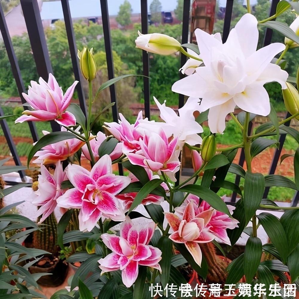花色|客厅别养“10种花”,虽然很漂亮,却是不利于健康的“危险花”