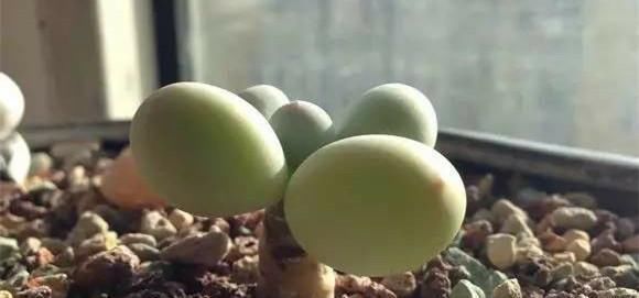 养护多肉,这四点你需要避开,不然多肉容易死掉