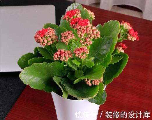 叶片|4种漂亮花，适合“穷养”，用小盆多晒晒，长得更好看