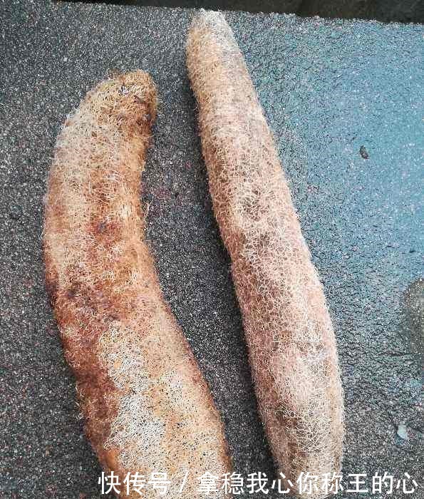 农村丝瓜越老越“值钱”,别只用来洗碗,还有好多用途!