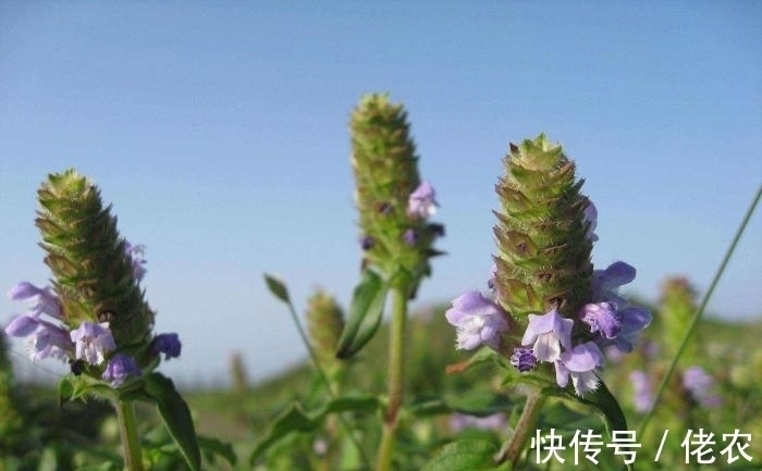 茎干|这野草，学名“夏枯草”，是中药“珍宝”，野外遇见，请勿错过！