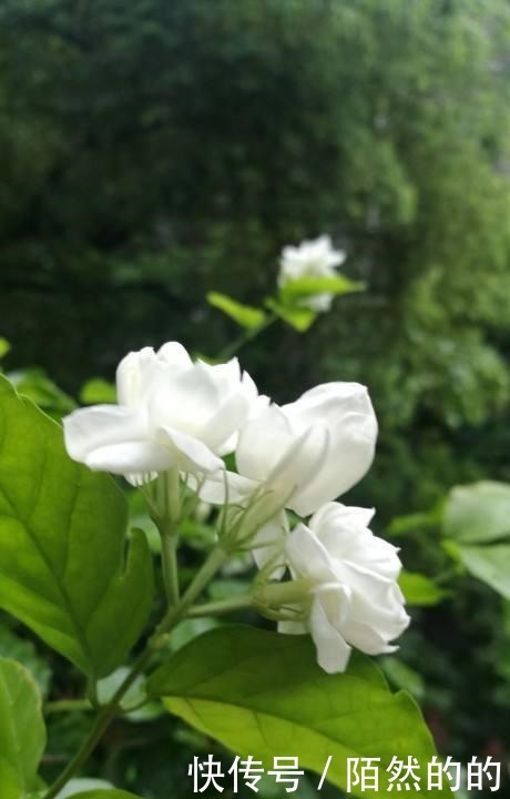 3种花就是醋坛子，土里滴点醋，叶子油绿鲜亮！