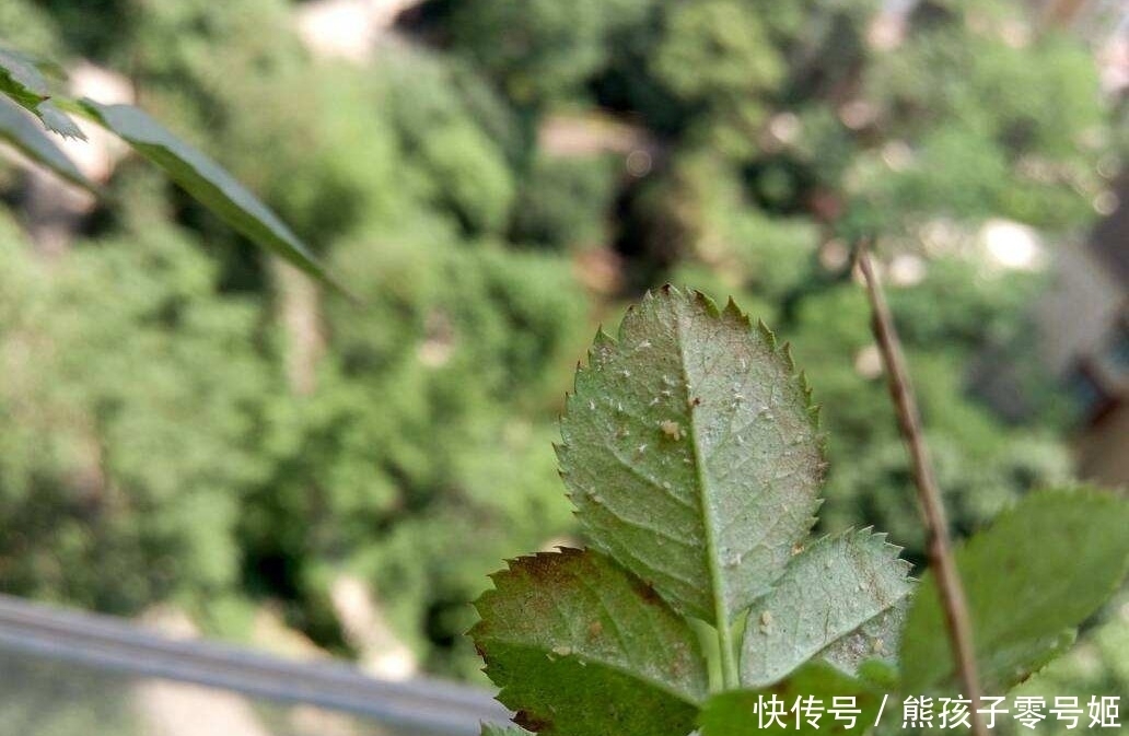 农村|农村院子种月季,学会这3招,包你月月都开花?