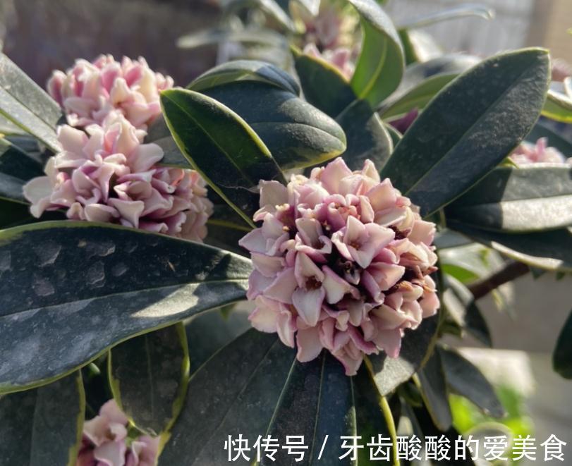 传统名花“金边瑞香”，秋冬注意3点，枝头满花芽，又香又祥瑞