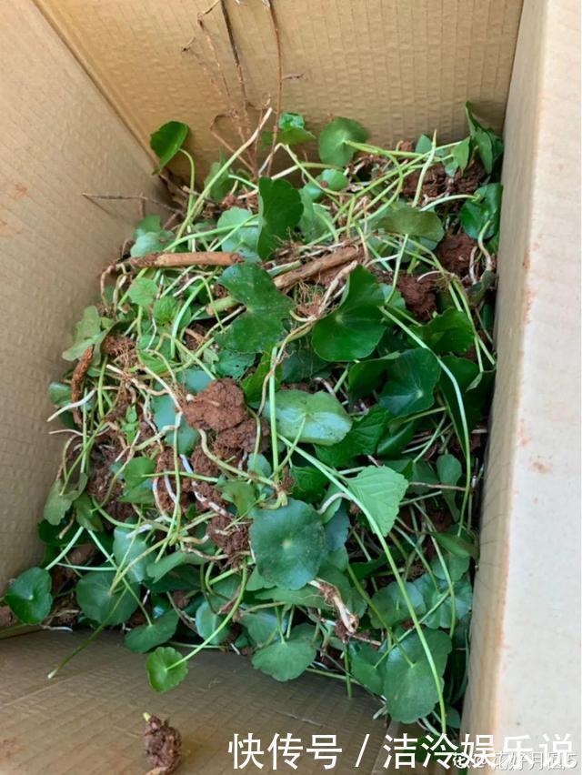 5种花最好别养,根钻得到处都是,砍都砍不尽