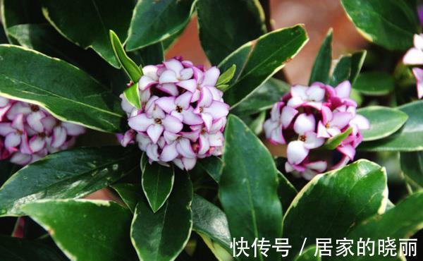 阳台上|农历8月5日开始，养花养个耐看的，养护简单花朵鲜艳，花开满枝头