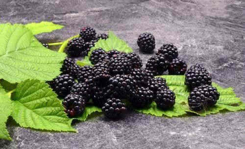 酸枣仁|失眠的克星找到了，5种天然助眠药，帮你安睡一整晚