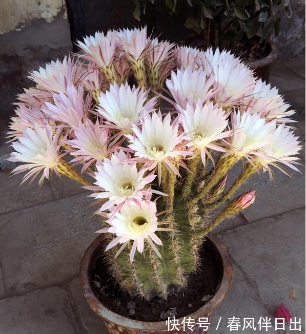 开花|这四种花是“旱鸭子”,叶片干焦也别急着浇水,旱养才能顺利开花