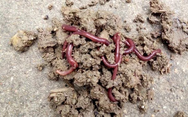 秋季钓大板鲫,牢记这些蚯蚓饵用法,连竿上鱼不成问题!