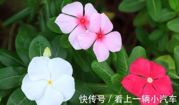 农历十月初六立冬后，养什么花？以下3种花，金玉满堂财源滚滚