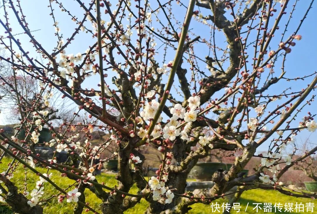 中年|春暖花开游贵州，“花花世界”惹人醉！