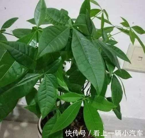 浇水|发财树叶子下于垂是什么原因