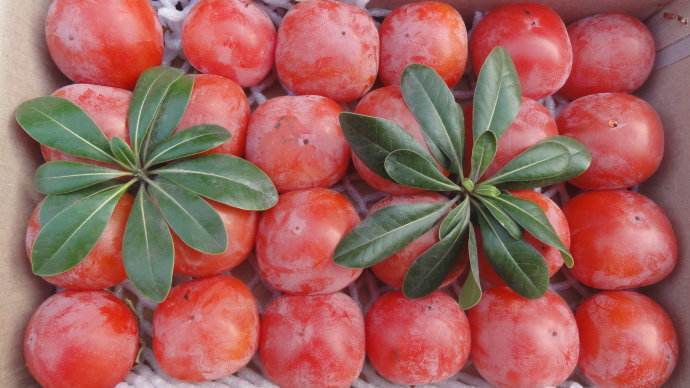 柿子|女性最好的零食,多吃补血活血,保持健康好气色