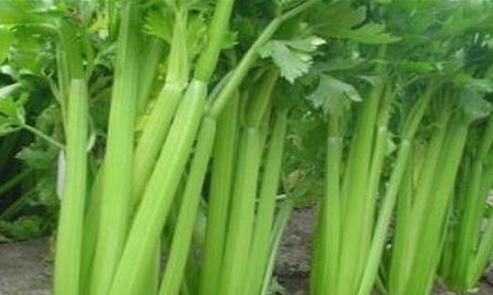 人到中年|人到中年想长寿，要坚持吃3种食物，补充营养，身体棒棒哒！