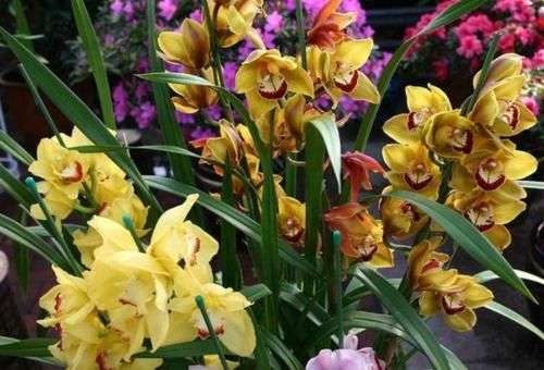 四种花常年开花易爆盆，花朵大花期长，开花超漂亮