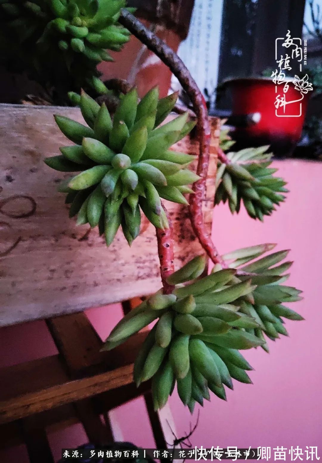 为了爱情来到陌生城市,偶遇多肉,地老天荒的爱恋!